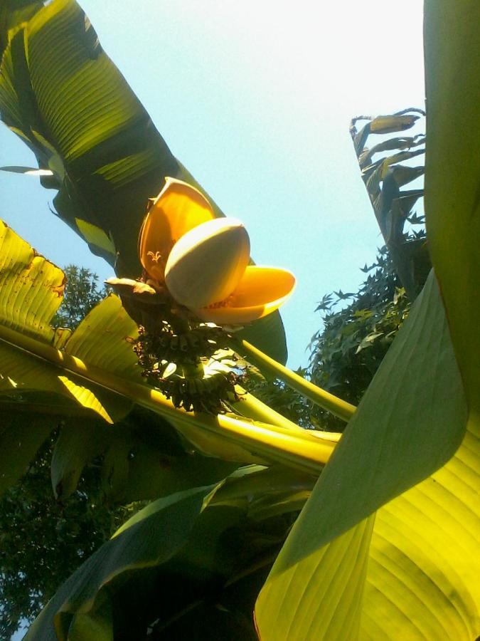 Homestay Mirguet Au Jardin Saint-Elix-le-Chateau